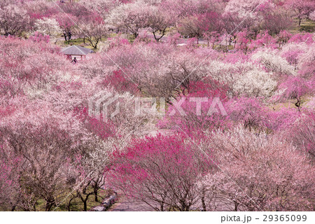 いなべ市農業公園の梅林公園 いなべ市農業公園の梅林公園 29365099