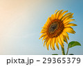 Beautiful sunflower and sun light form top left. 29365379