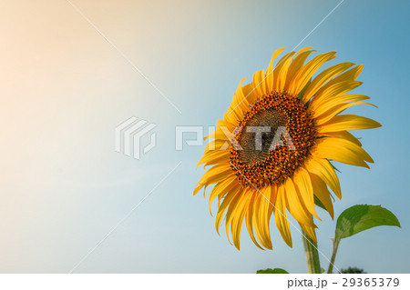 Beautiful sunflower and sun light form top left. 29365379