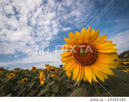 Beautiful sunflower plant in the field, Thailand. 29365380