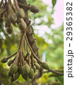 Fresh young durian fruit. 29365382