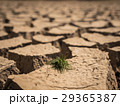 Small grass growth on dried and cracked soil. 29365387