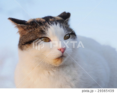 猫の表情 猫の表情 29365439