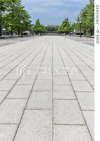 新緑の行幸通り３（縦） 29365640