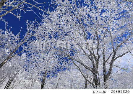 樹氷 明神平への道中 樹氷 明神平への道中 29365820