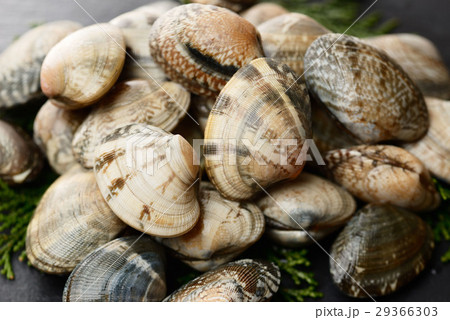あさり 29366303