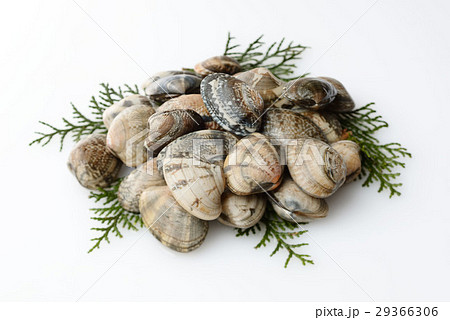 あさり あさり 29366306