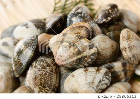 あさり 29366313