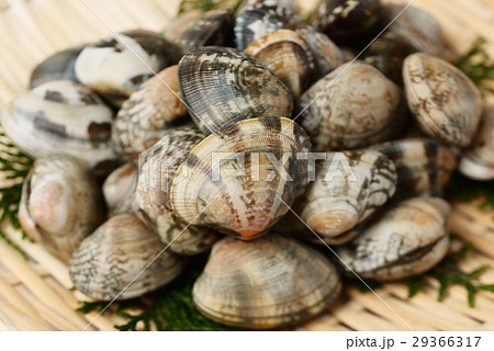 あさり あさり 29366317