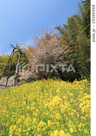大分県 日出町豊岡の魚見桜と菜の花 (別名 城内邸の桜、庄屋の桜、彼岸桜) 大分県 日出町豊岡の魚見桜と菜の花 (別名 城内邸の桜、庄屋の桜、彼岸桜) 29366988