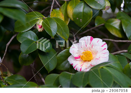 椿・蝦夷錦 椿・蝦夷錦 29367058