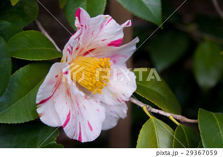 椿・蝦夷錦 椿・蝦夷錦 29367059