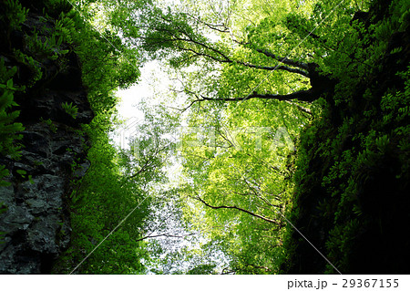 渓谷の新緑 29367155