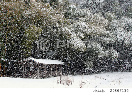 冬の竹林 29367156