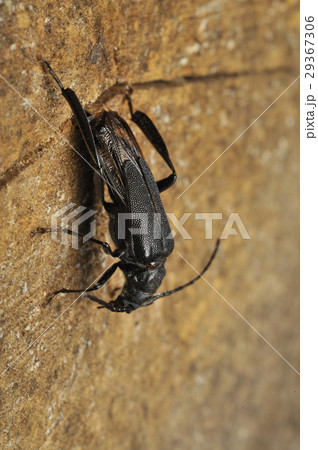 コバネカミキリの産卵 コバネカミキリの産卵 29367306