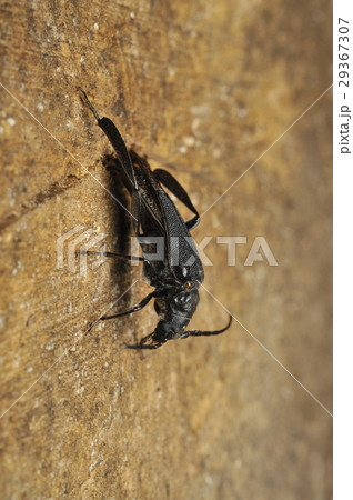 コバネカミキリの産卵 29367307