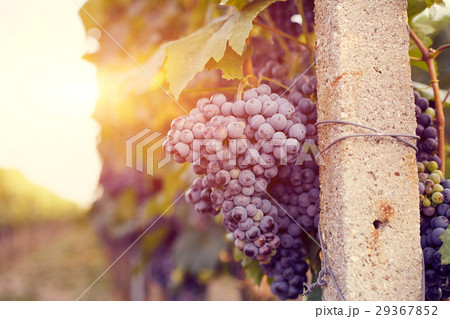 Vineyards at sunset 29367852