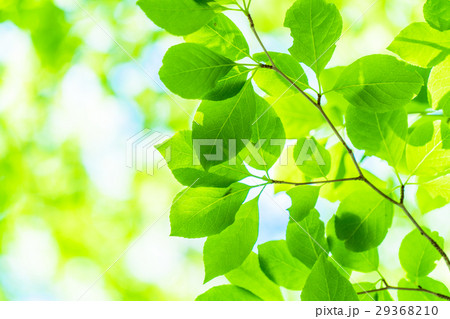 新緑エコイメージ 新緑エコイメージ 29368210