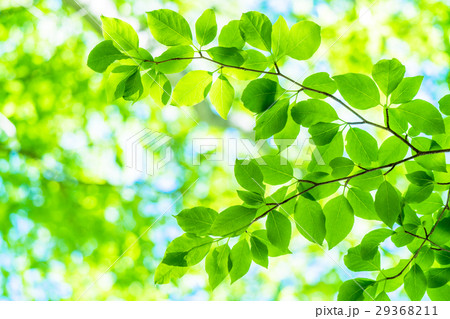 新緑エコイメージ 29368211