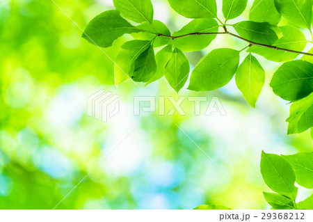 新緑エコイメージ 29368212