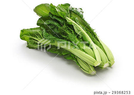 高菜 高菜 29368253