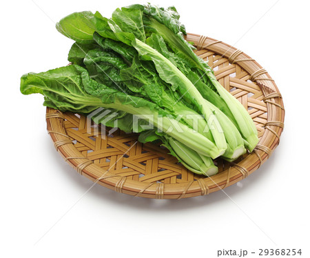 高菜 29368254