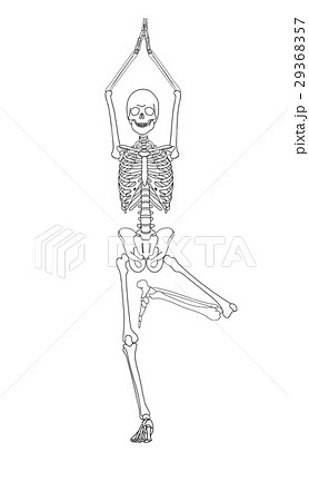 Human skeleton in yoga position. 29368357