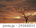 枯れ木と冬の夕暮れ 29368833