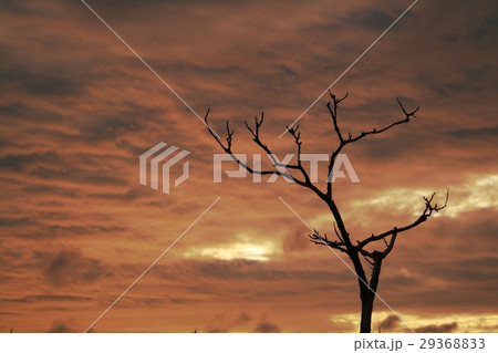 枯れ木と冬の夕暮れ 枯れ木と冬の夕暮れ 29368833