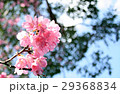 桜と葉桜と青空 29368834