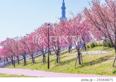 隅田川堤防沿いの桜並木 29368875