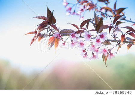 Sakura flower blooming blossom in Thailand 29369249