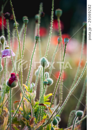 Opium poppy flower in garden at angkhang Thailand Opium poppy flower in garden at angkhang Thailand 29369282
