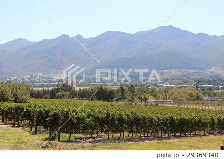 南アフリカ共和国フランシュフックのワイナリー 南アフリカ共和国フランシュフックのワイナリー 29369340