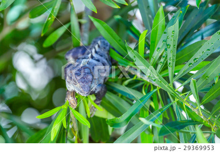 Iguana in wildlife. Cancun, Mexico 29369953
