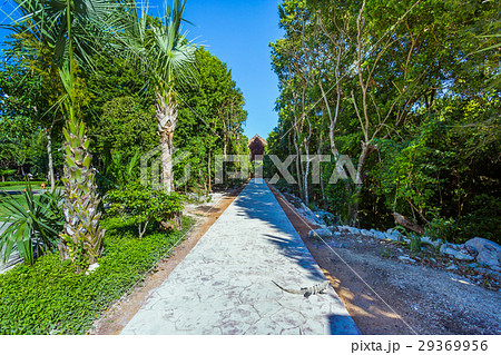 Iguana in wildlife. Cancun, Mexico 29369956