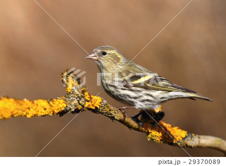 Siskin Carduelis spinus on branch 29370089