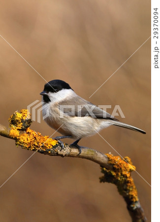 Tit Parus palustris 29370094