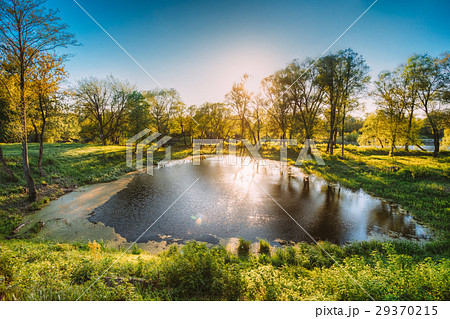Sun Shining Over Landscape Of Summer Sunny Forest 29370215