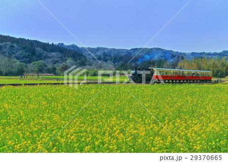 里山トロッコと菜の花 里山トロッコと菜の花 29370665