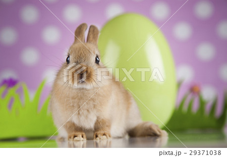 Bunny, rabbit and easter eggs Bunny, rabbit and easter eggs 29371038