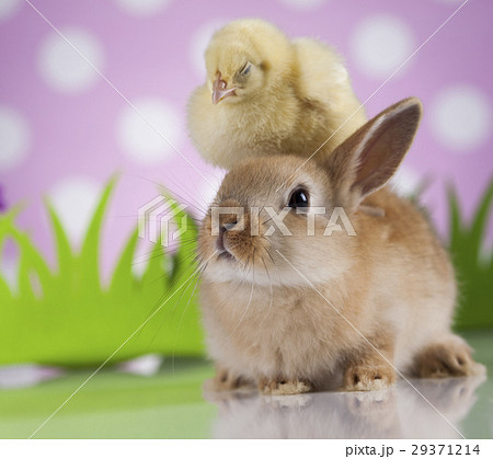 Easter Bunny and Chick Easter Bunny and Chick 29371214