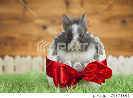 Baby bunny and egg on wooden background Baby bunny and egg on wooden background 29371361