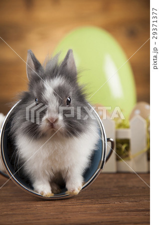 Rabbits with Easter on wooden background Rabbits with Easter on wooden background 29371377