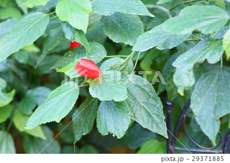 ウナズキヒメフヨウの花 ウナズキヒメフヨウの花 29371885