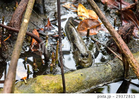 Mudskipper 29372815