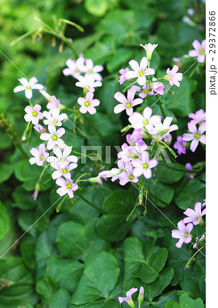 カタバミ科 草 牧草 29372866