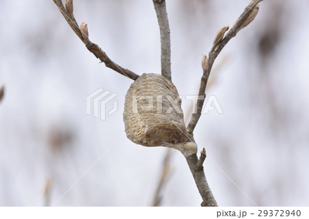 蟷螂の卵 29372940