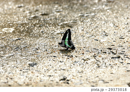蝶 チョウ 蝴蝶 29373018