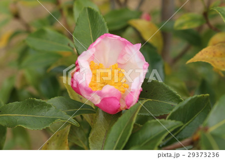 さざんか さざんか 29373236